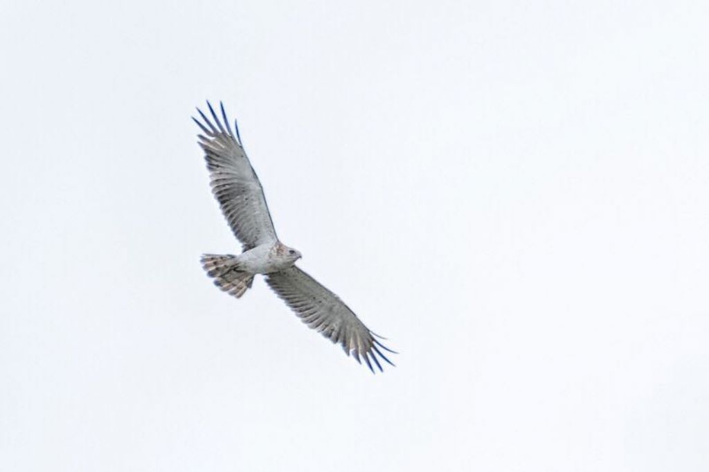 Poiana juv ?  No, Biancone (Circaetus gallicus)